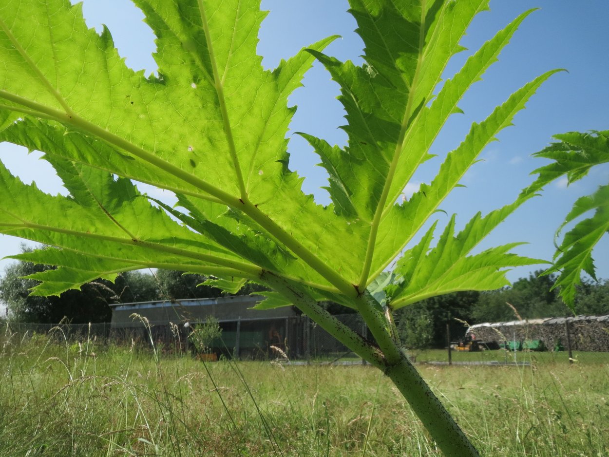 Борщевик Сосновского ожоги