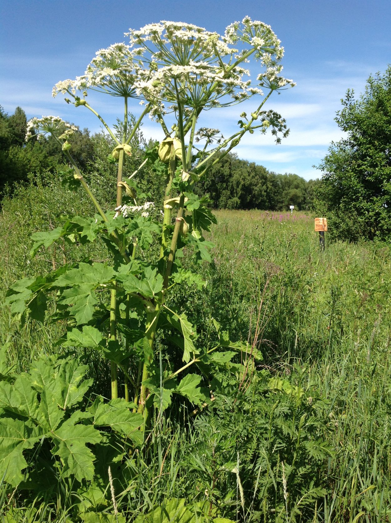 Борщевик Сибирский пиканы