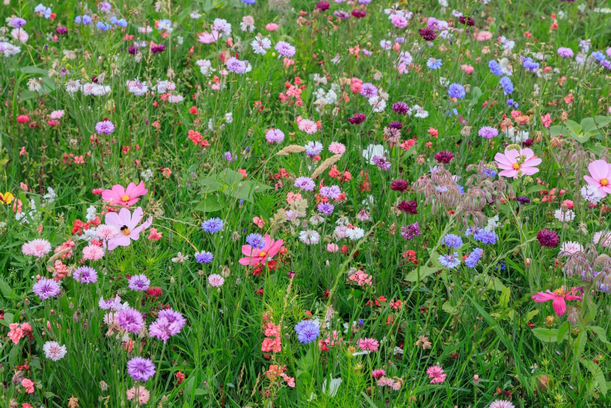 Луговой цветник