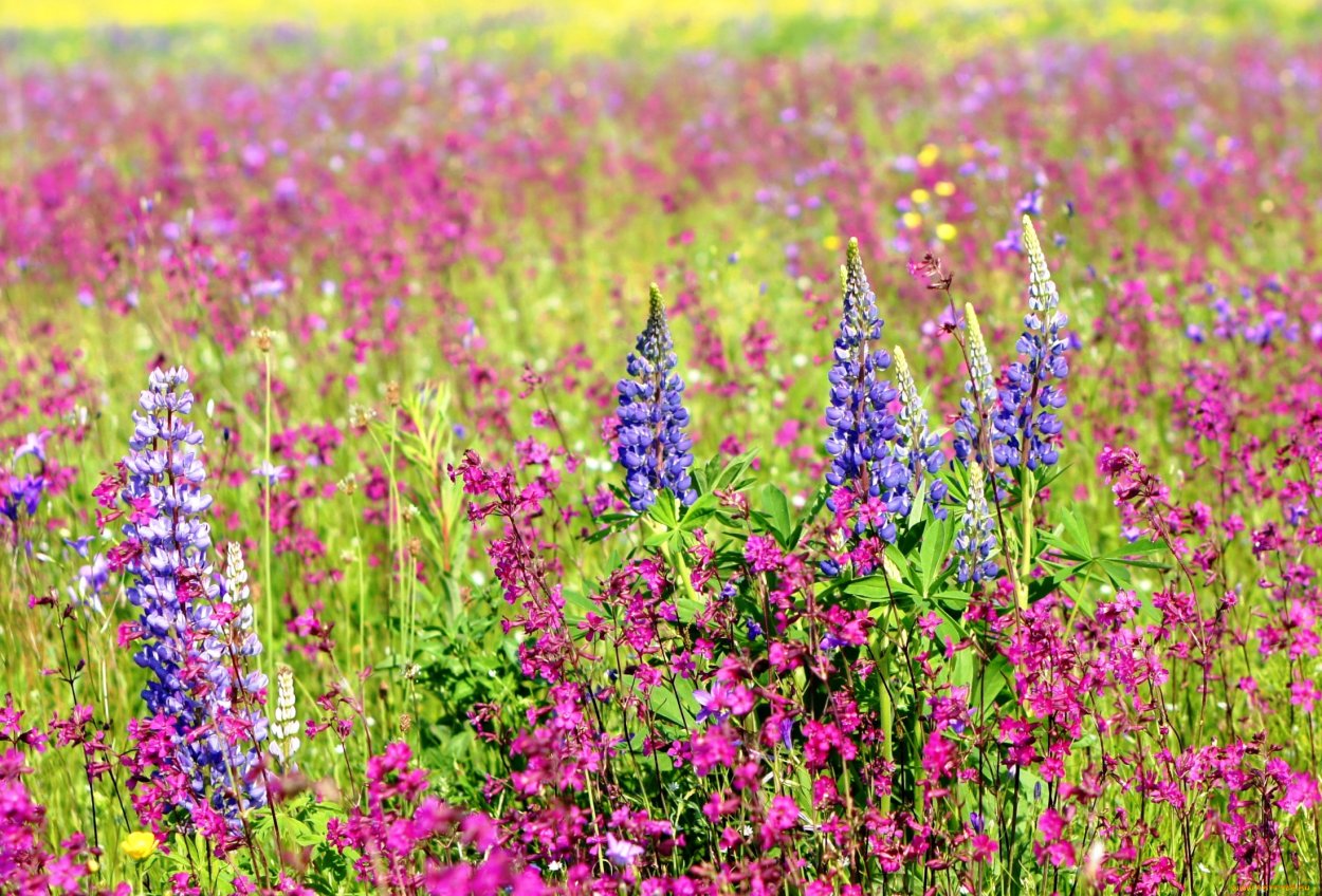 Луговой высокорослые цветы