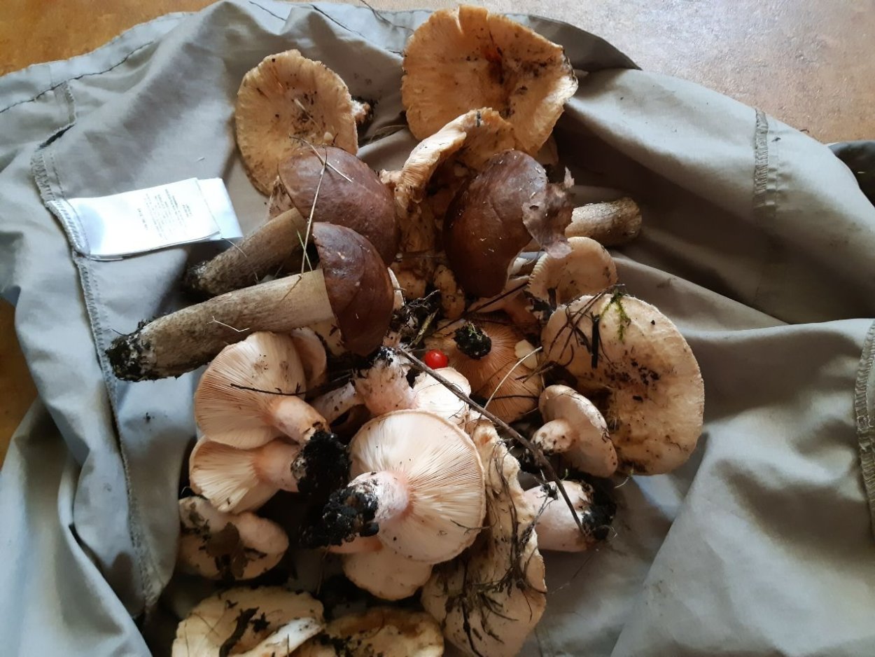 "Cortinarius alborufescens"