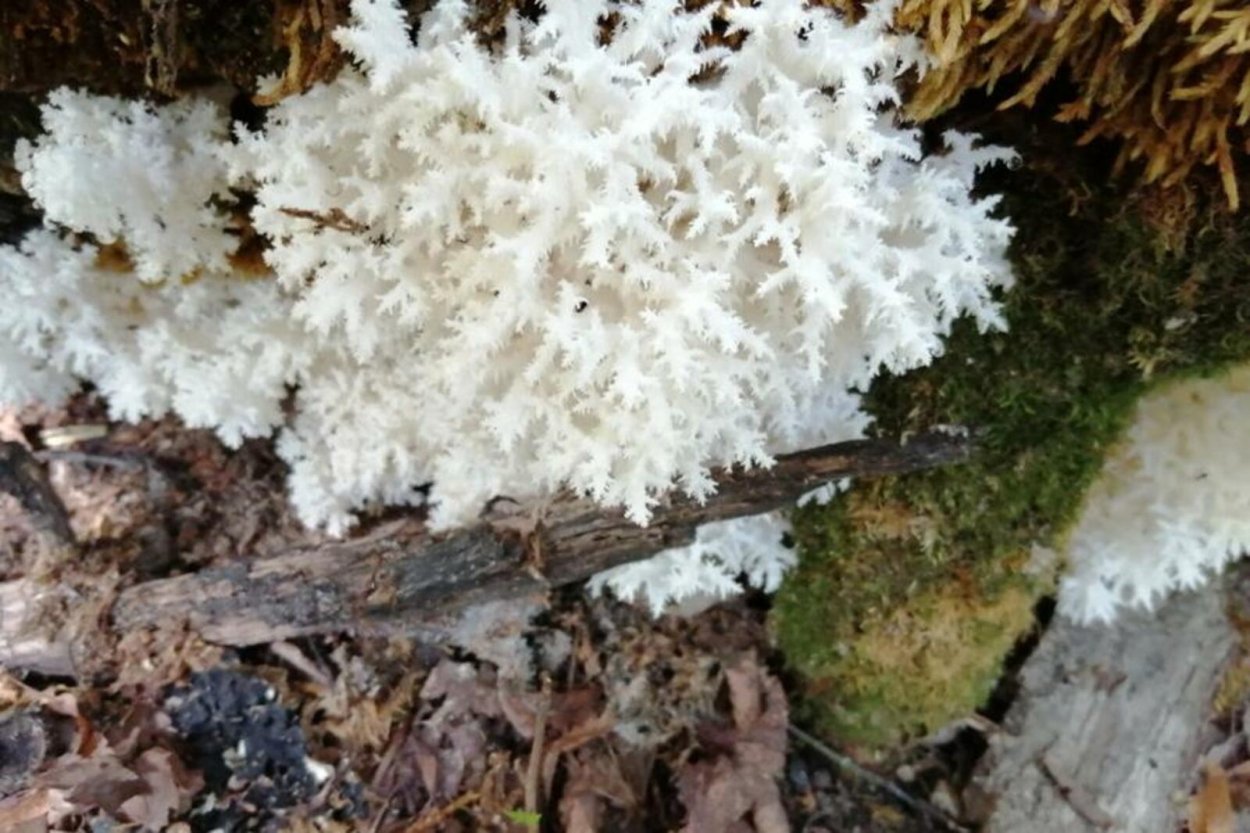 Груздь Осиновик