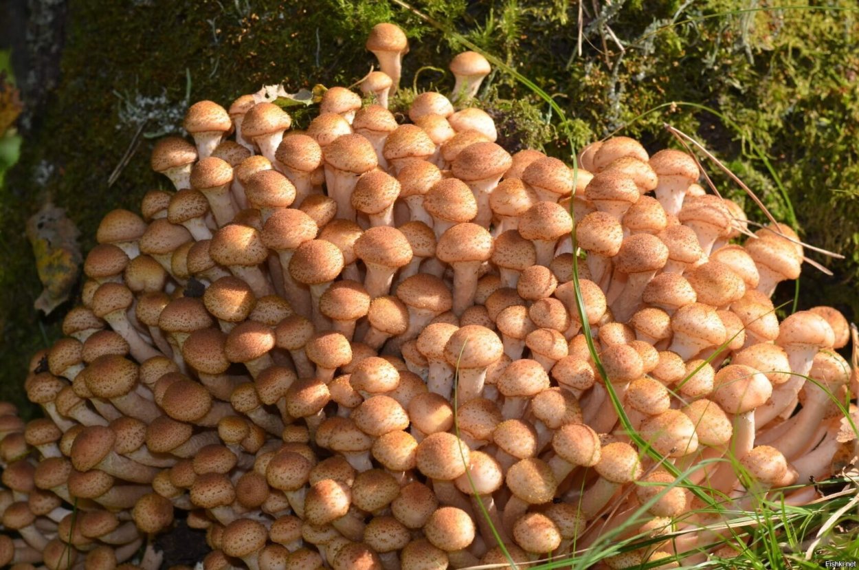 Грибница опенка темного Armillaria ostoyae