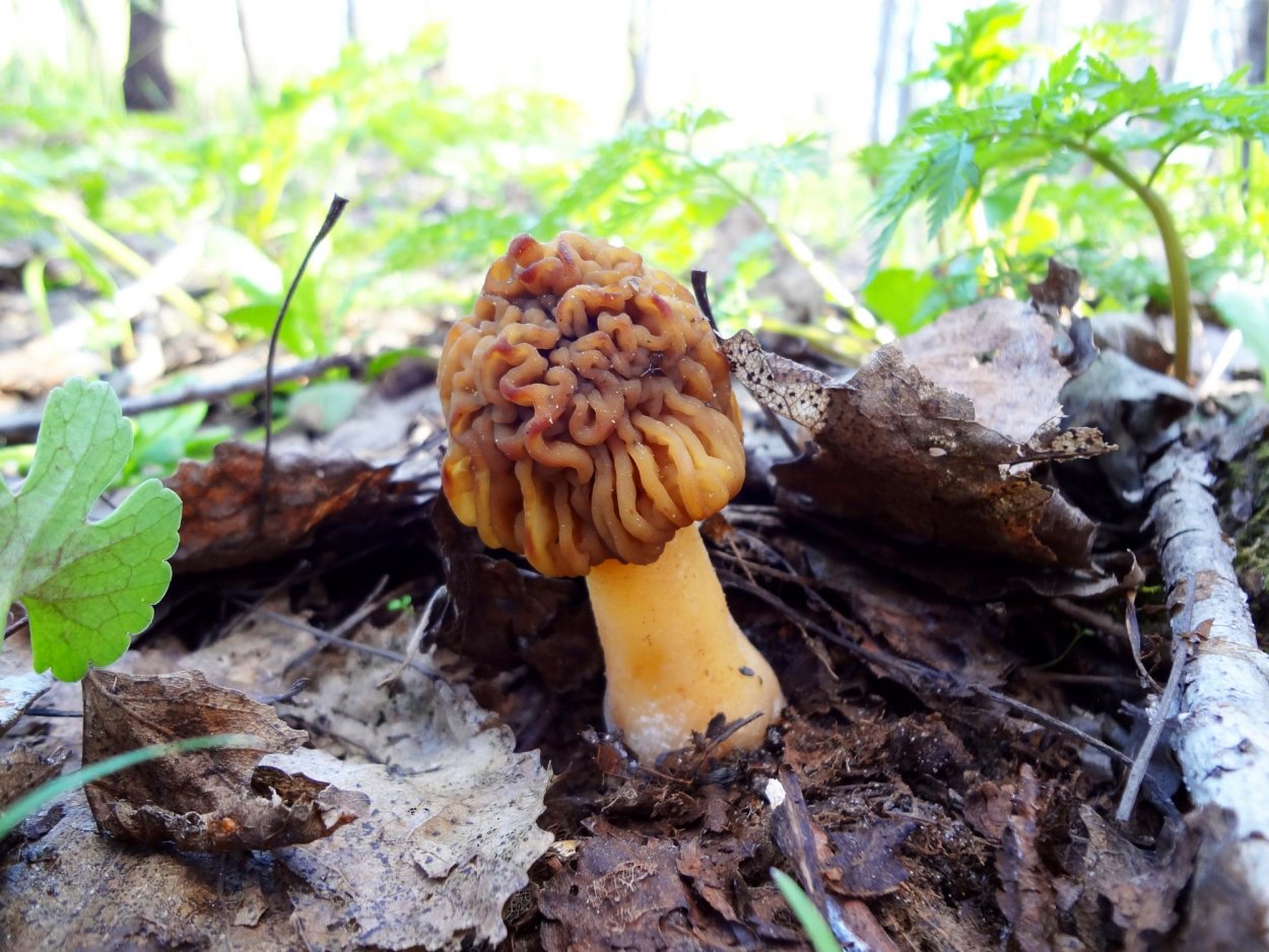 Груздь белый настоящий