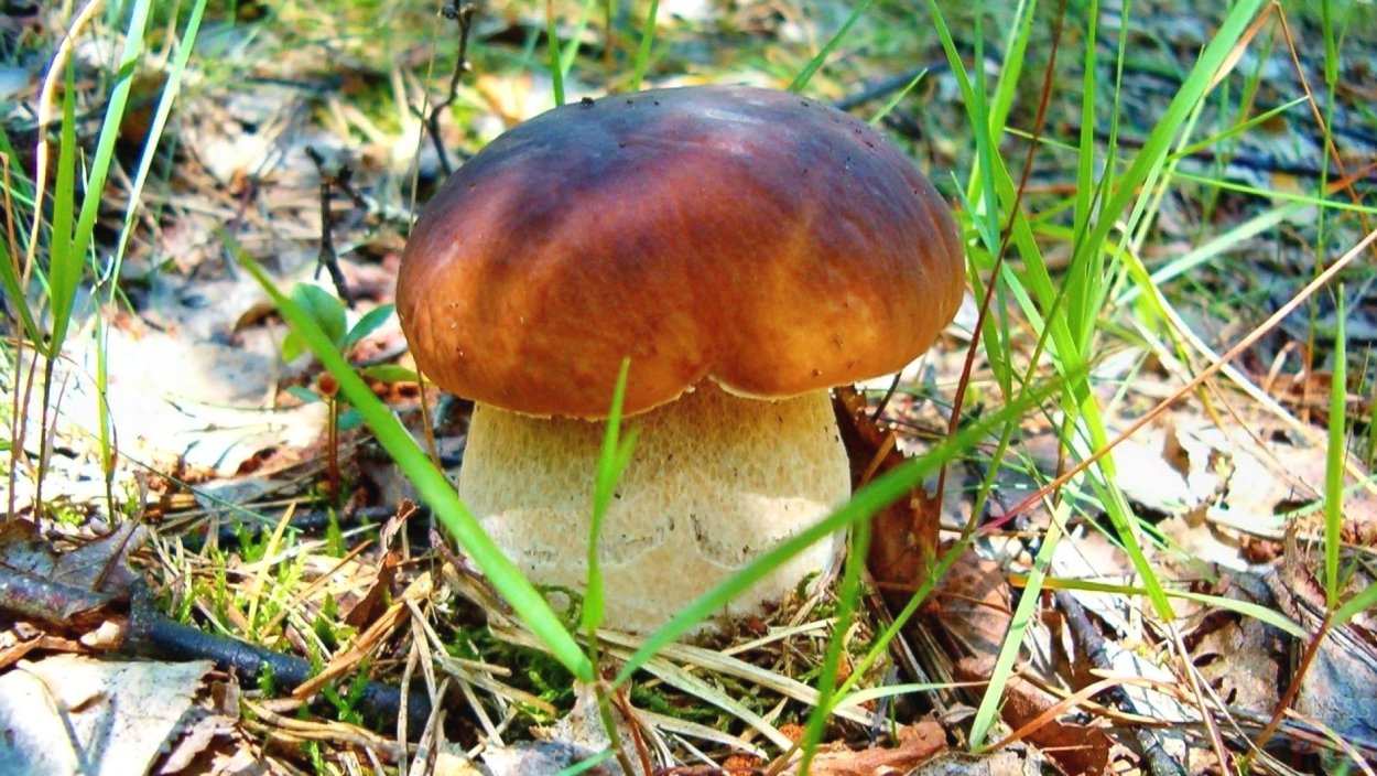 Вор мухомор