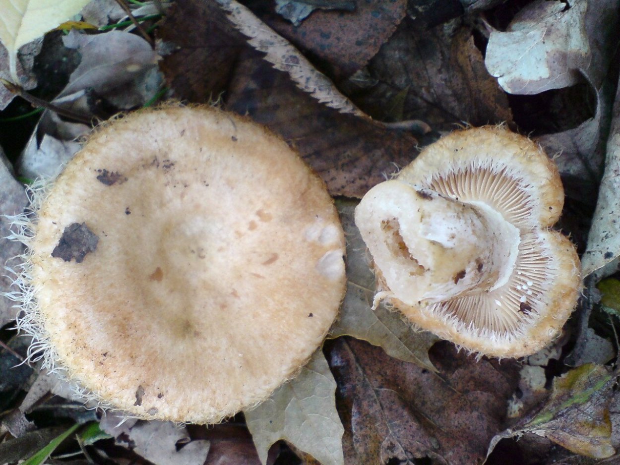 Поляна белых грибов