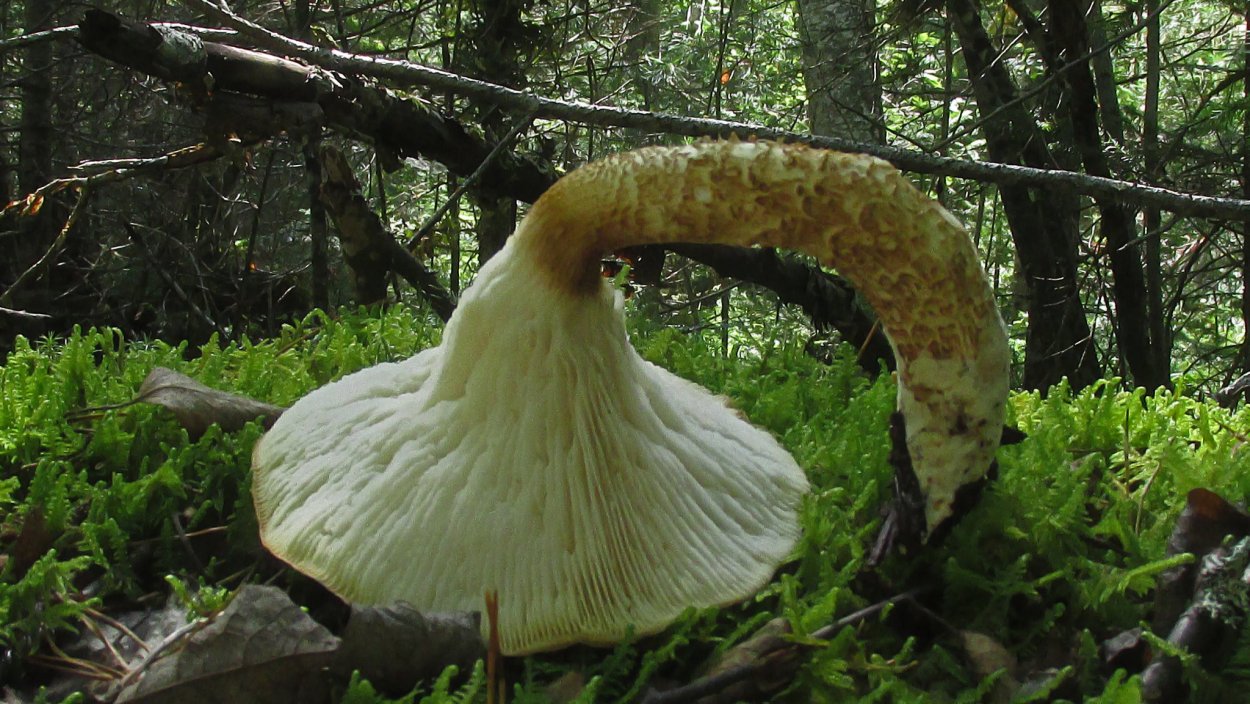 Грибы Башкирии опята