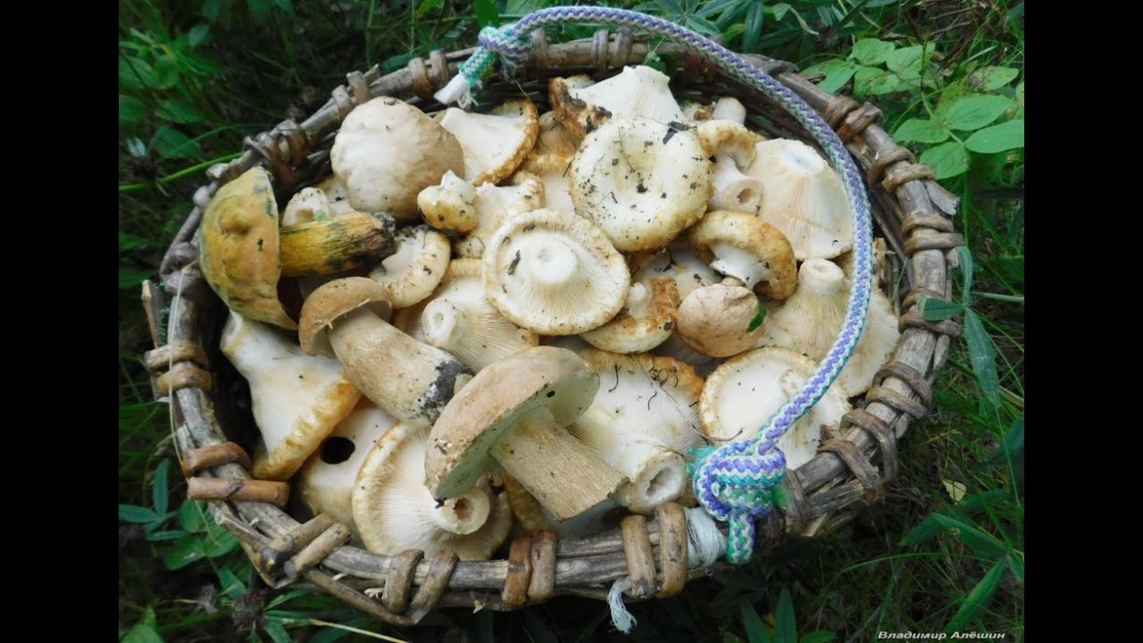 Осенние дары леса