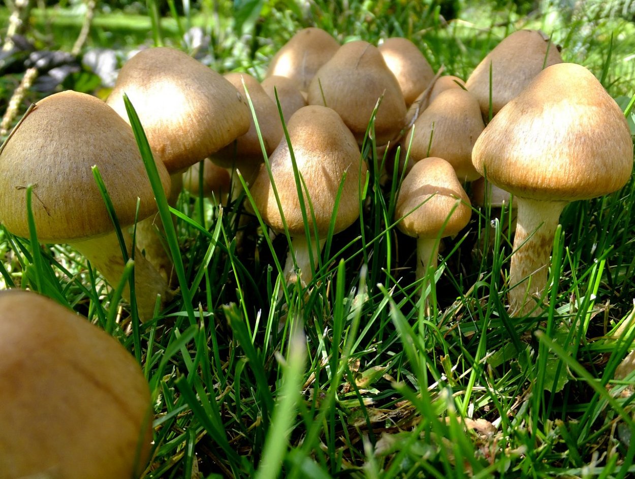 Гриб мокруха войлочная