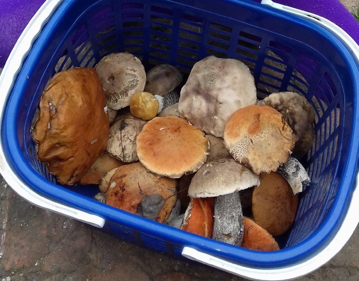 Съедобные грибы Башкирии