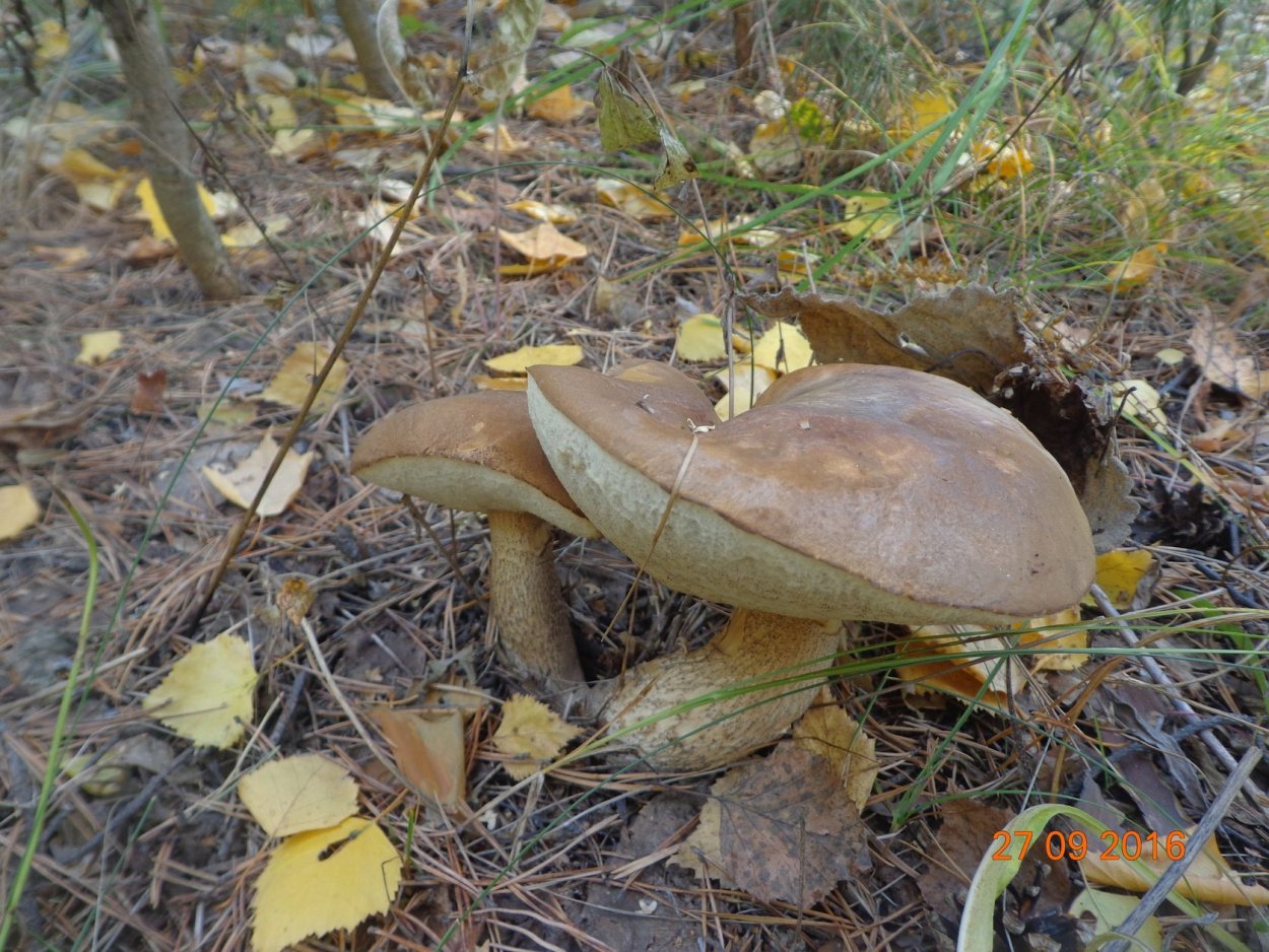 Правский груздь