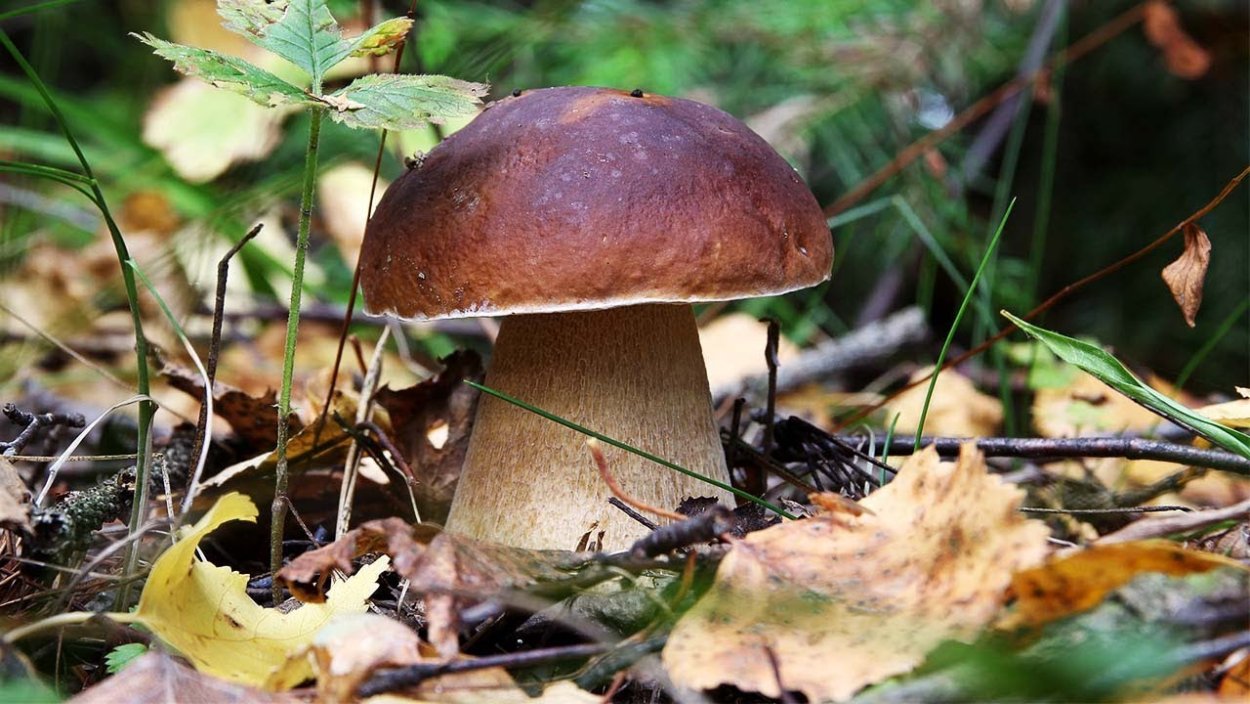 Море груздей в лесу