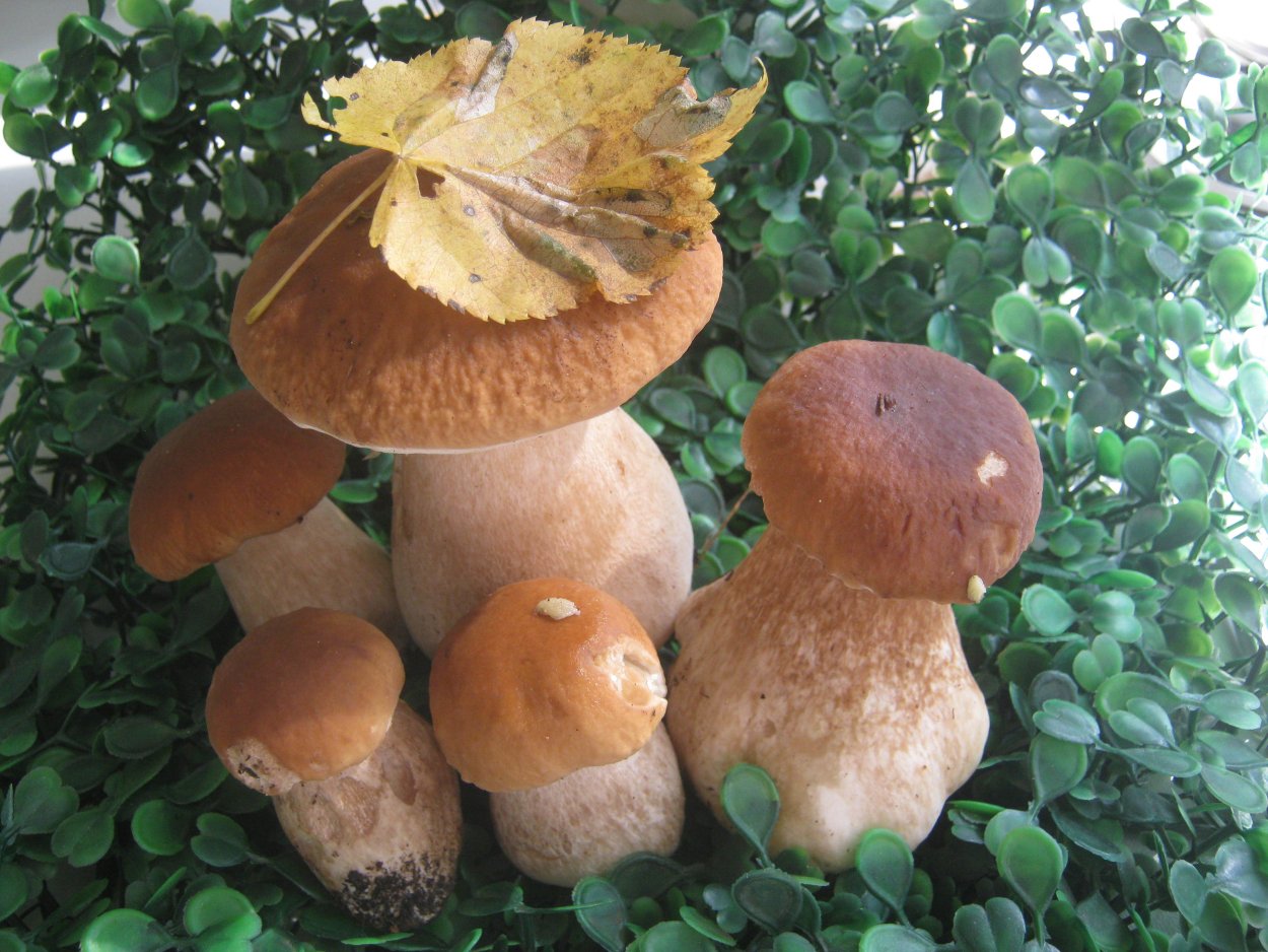 Весенние грибы Башкирии съедобные