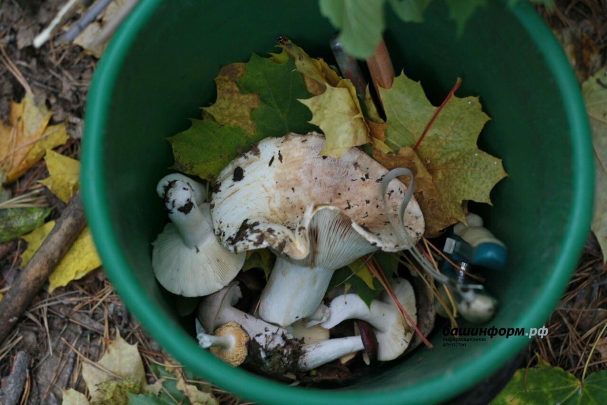 Жёлтый грибы а Башкирии