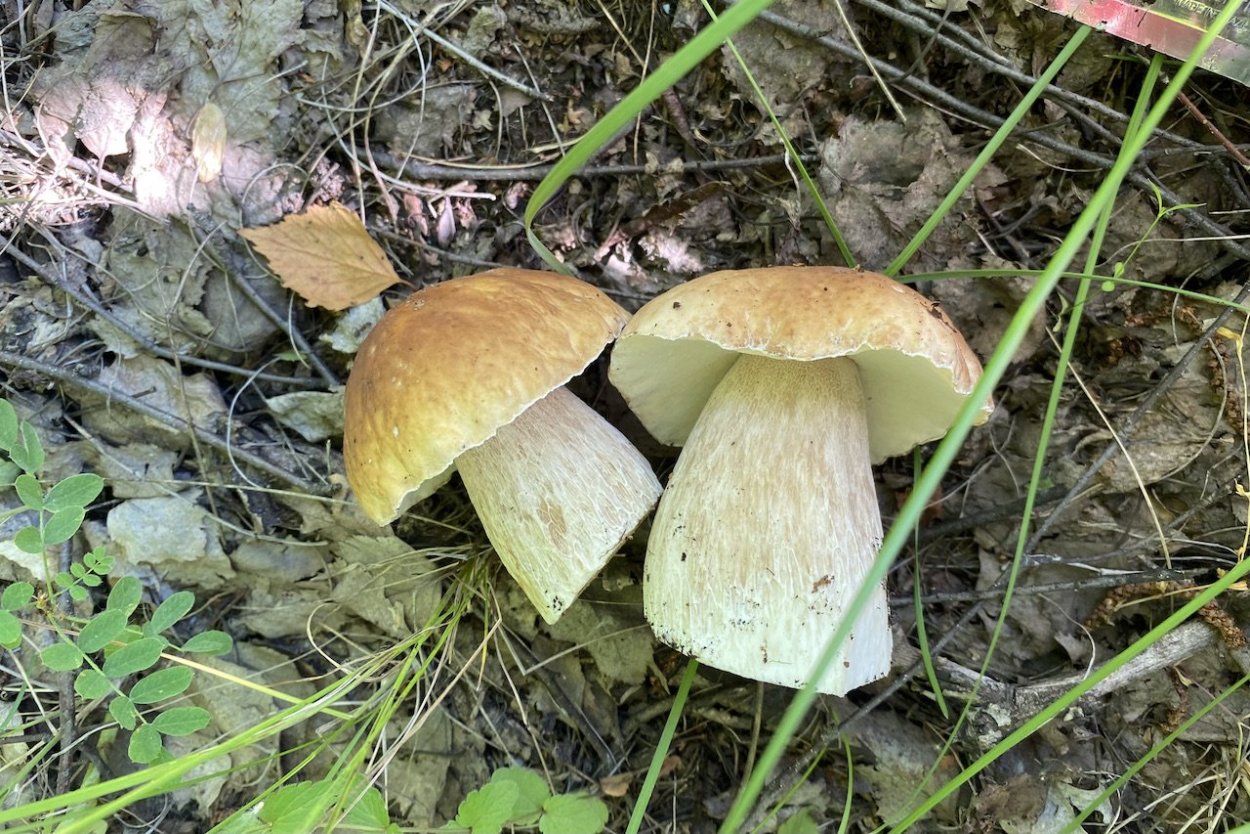 Съедобные грибы в Бурятии