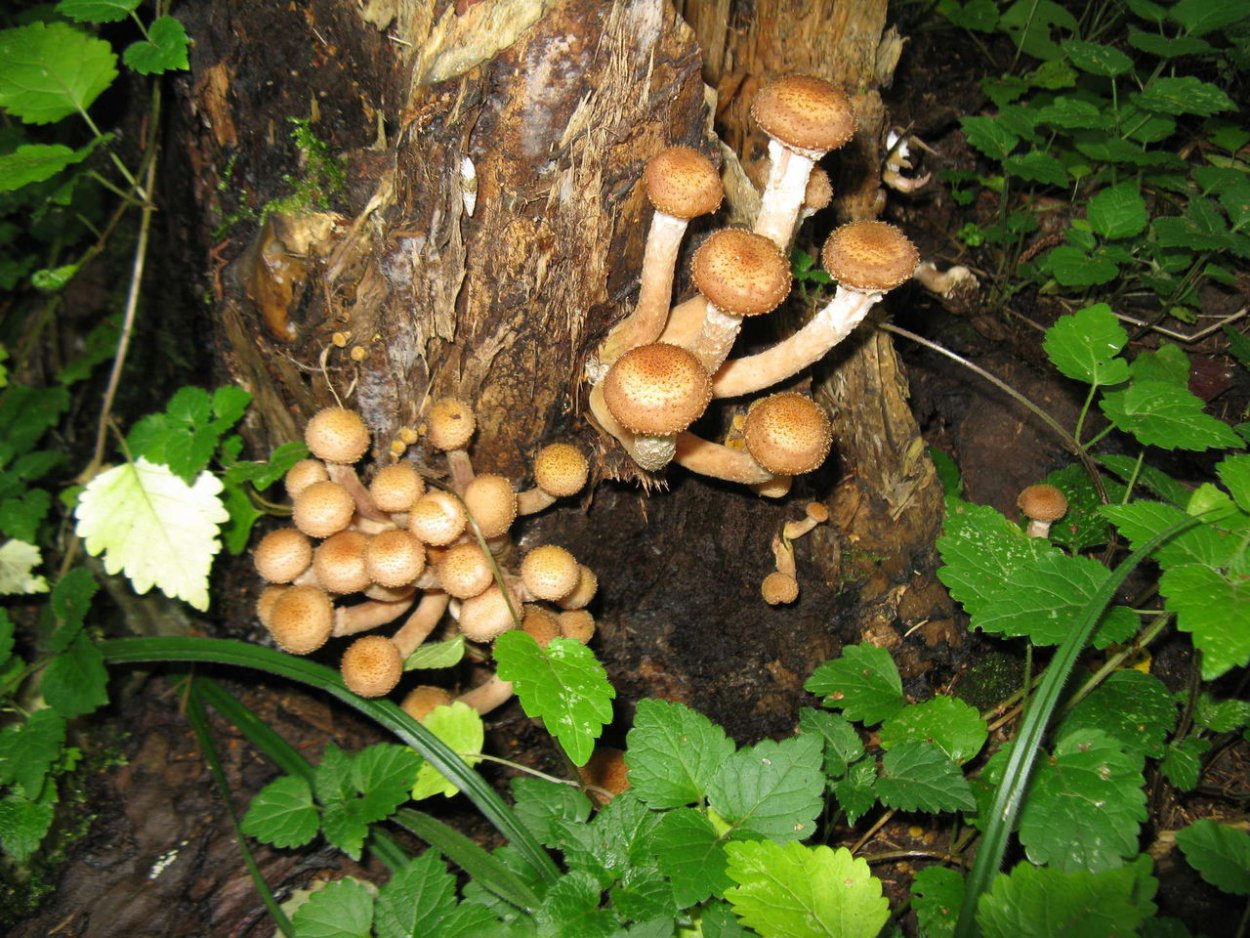 Грибы в июле в Подмосковье