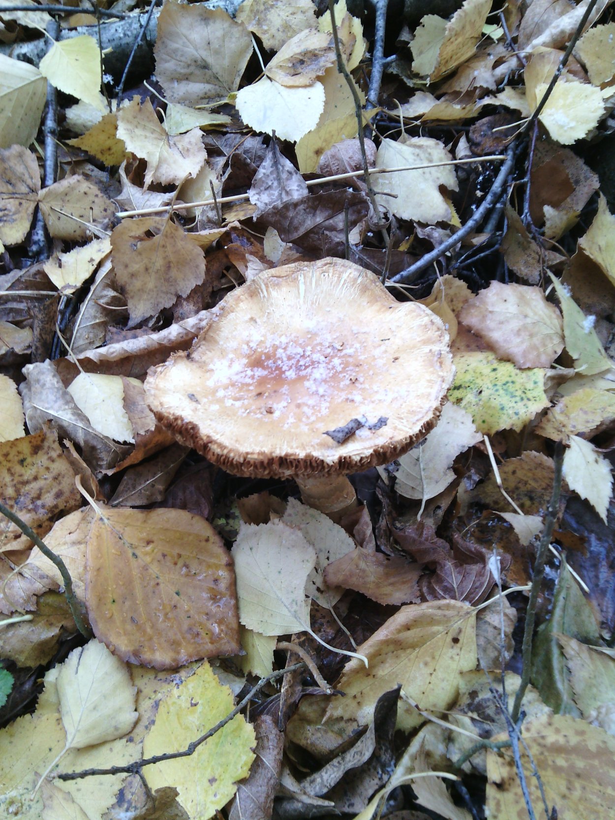 Боровик пластинчатый гриб