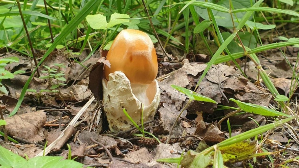 Осенние грибы Оренбуржья