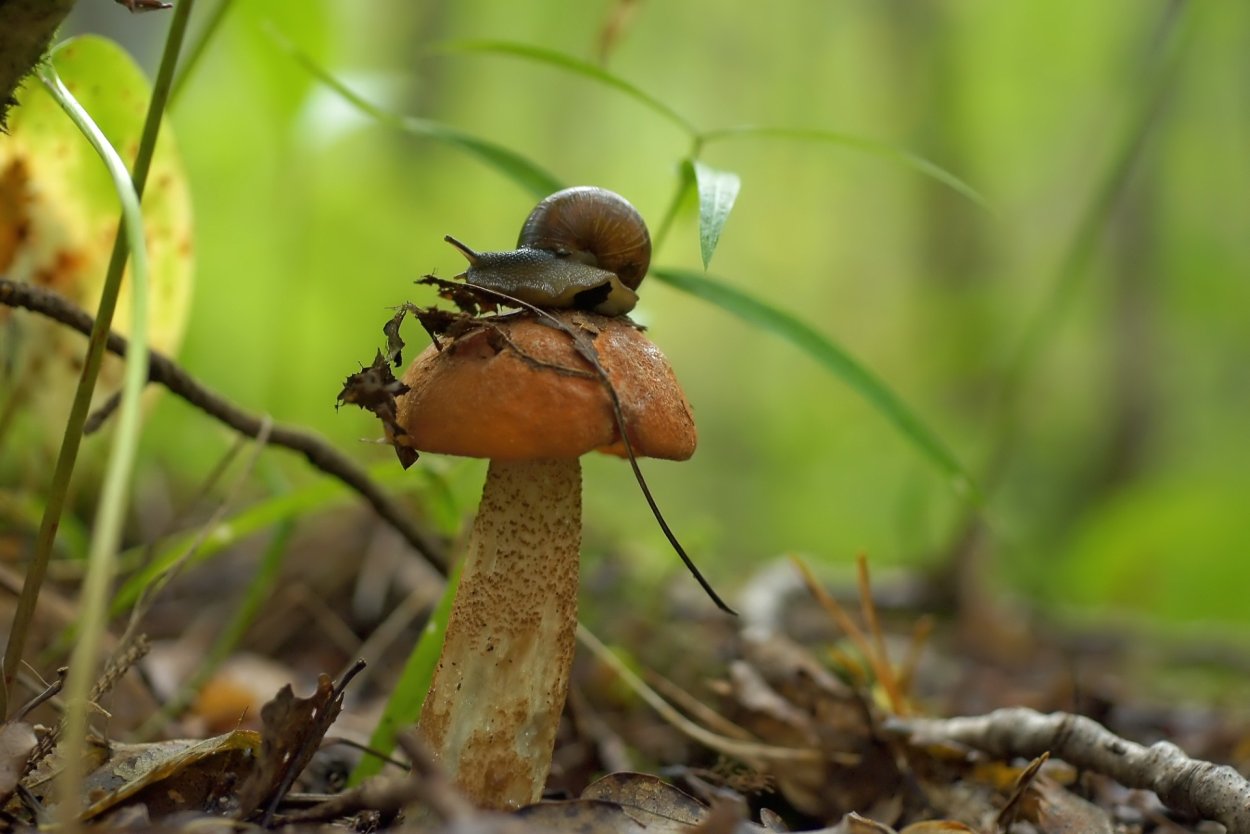 Грибы Башкирии