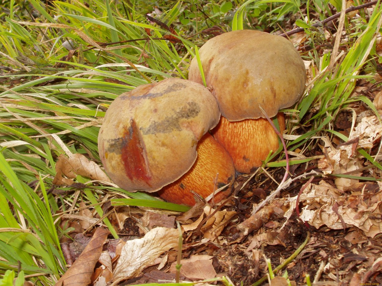 Гриб Дубовик оливково-бурый