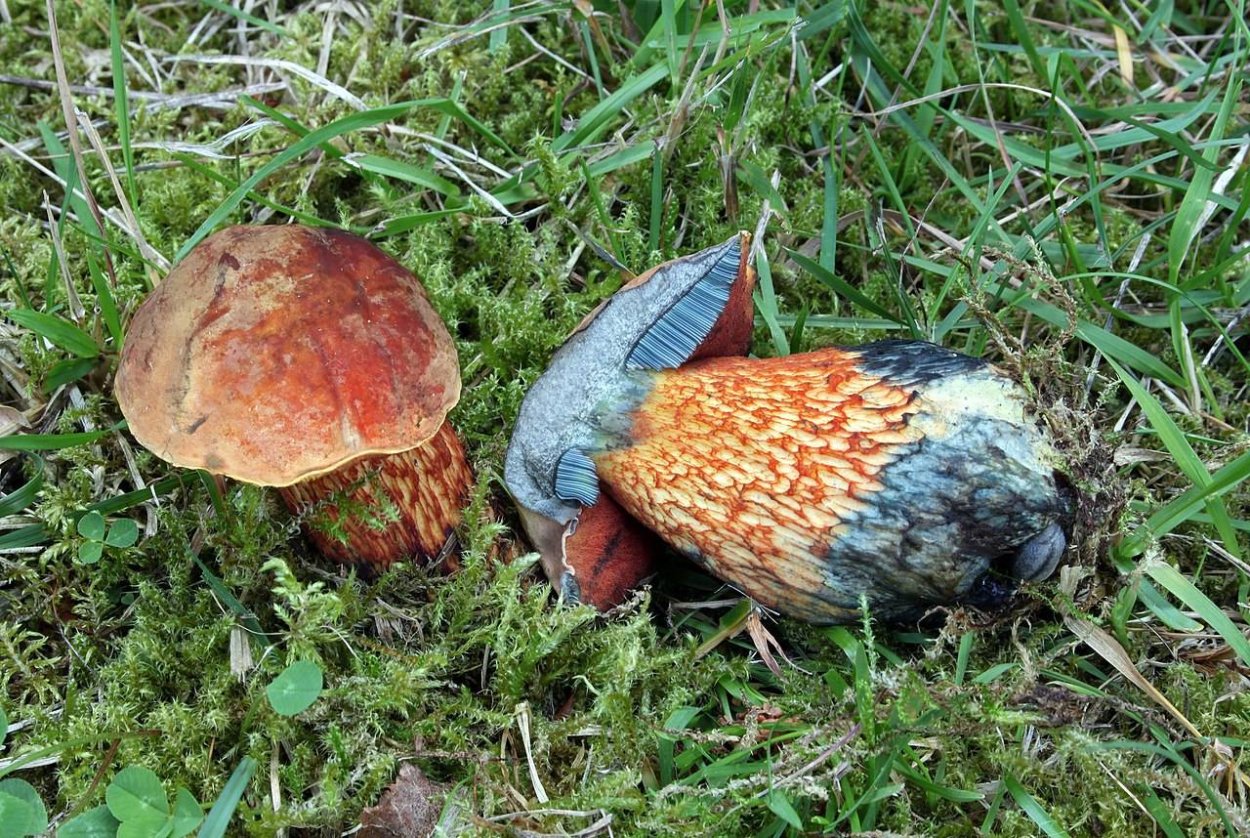 Гриб поддубовик сатанинский