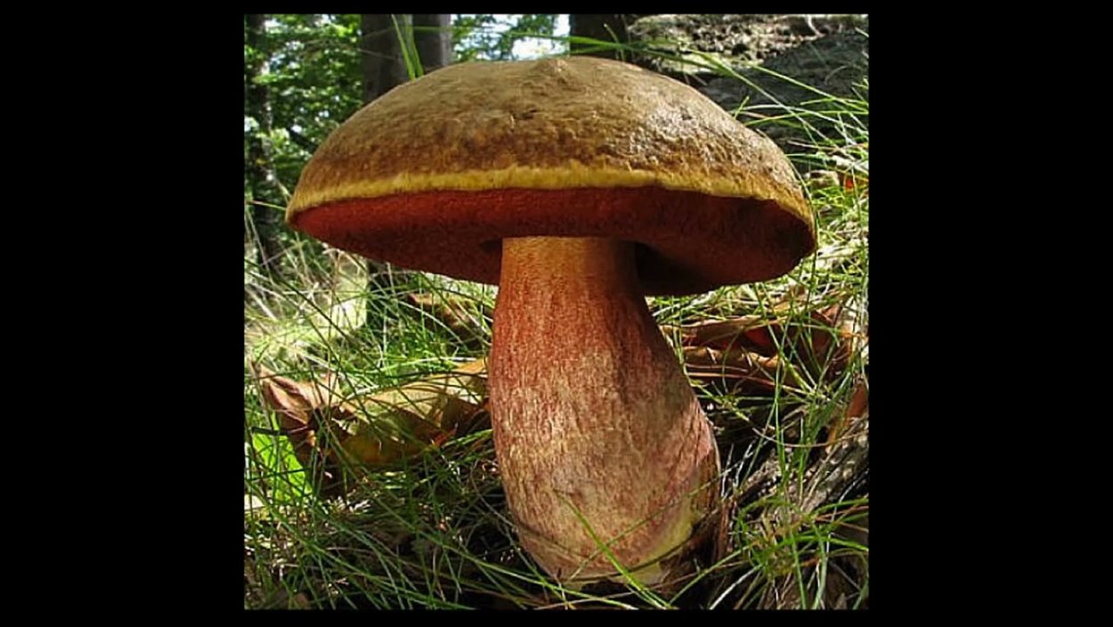 Ложный глухой гриб