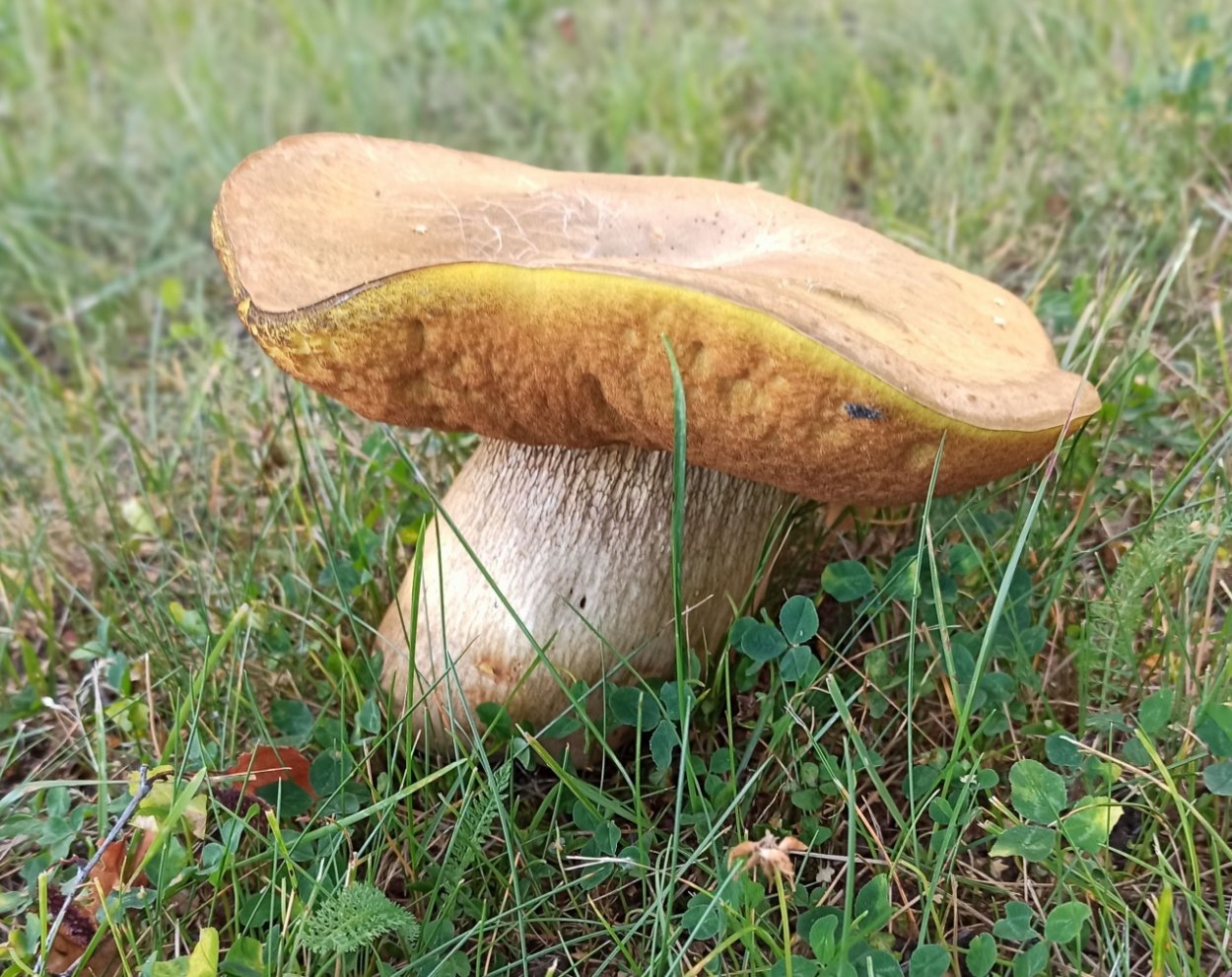 Загадка про поддубовик