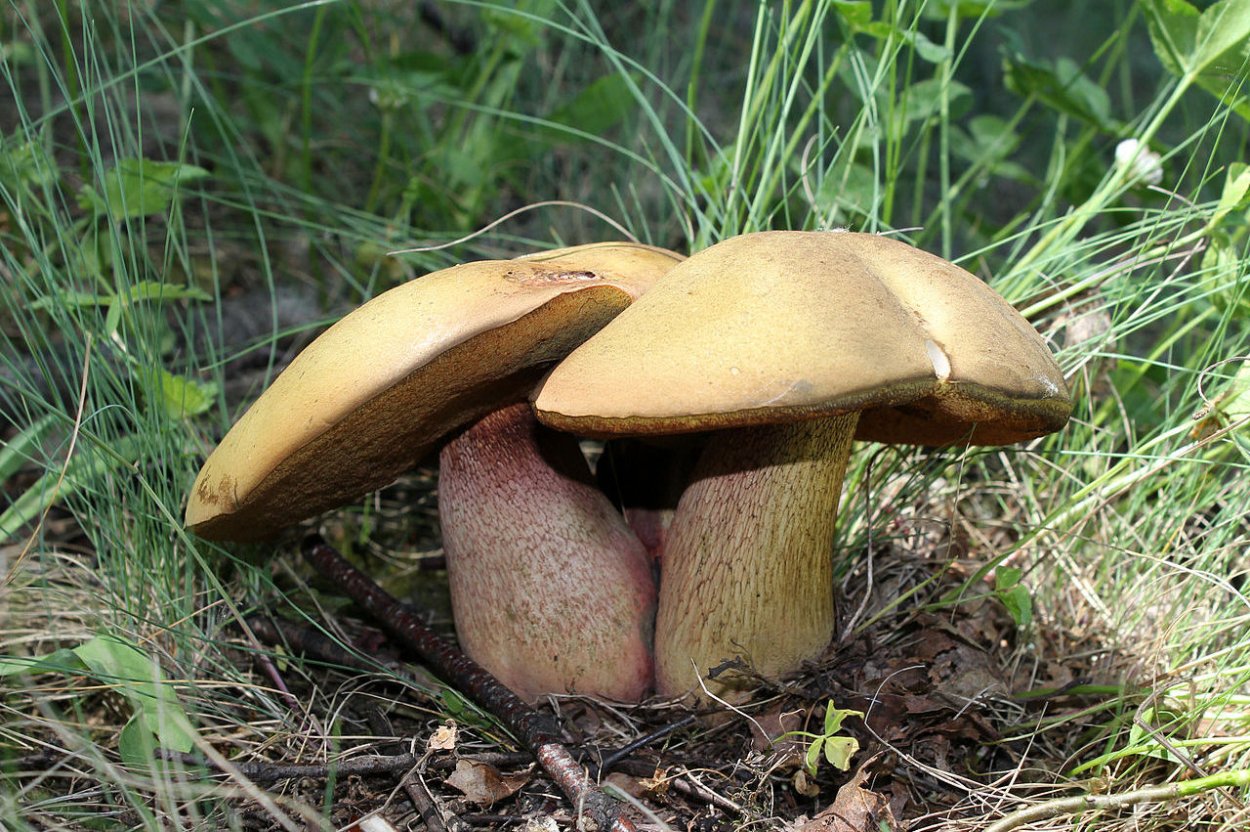 Крымский поддубник гриб