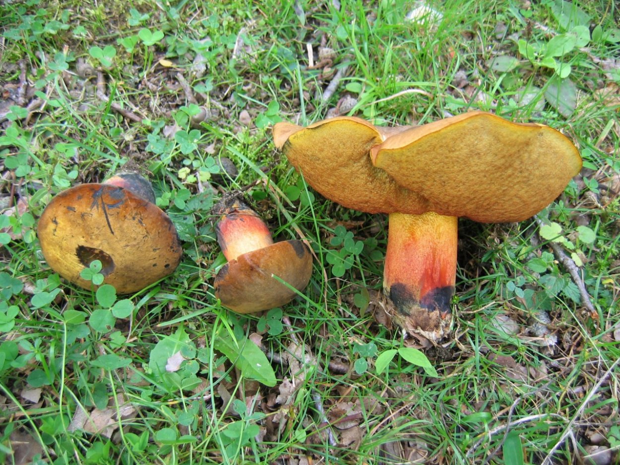 Дубовик гриб срез