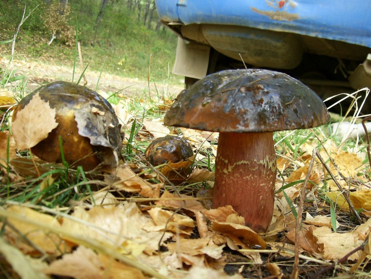 Поддубовик синеющий