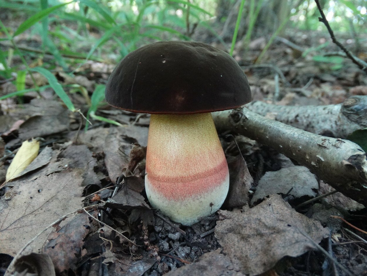 Гриб поддубовик (Дубовик)