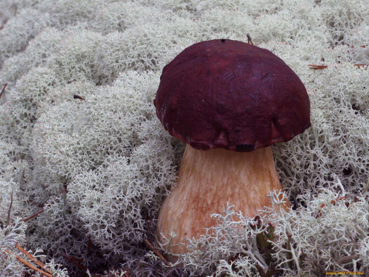 Гриб Дубовик оливково-бурый
