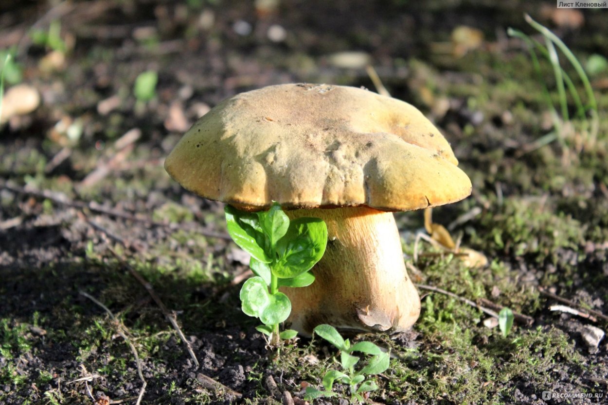 Поддубовик кустарник