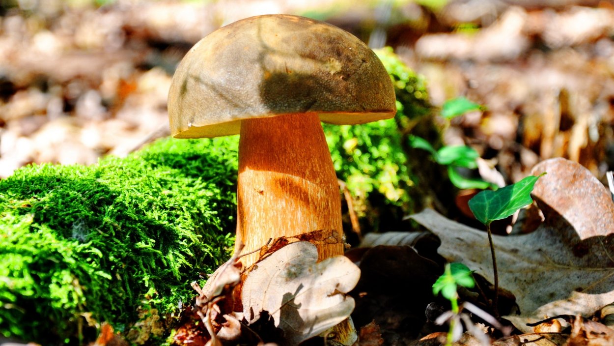Дубовик крапчатый Boletus erythropus