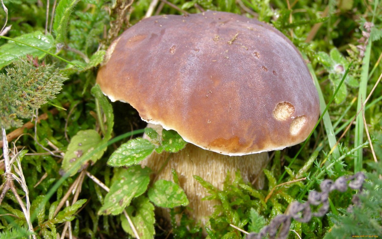 Boletus luridus Дубовик обыкновенный