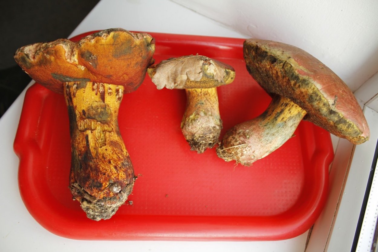 Грибы на деревьях