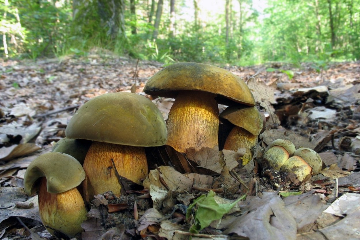 Дубовик синяк гриб