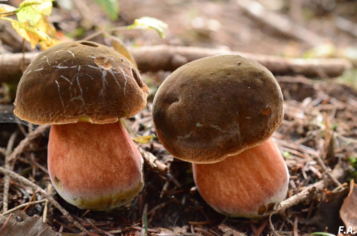 Сатанинский гриб и Боровик