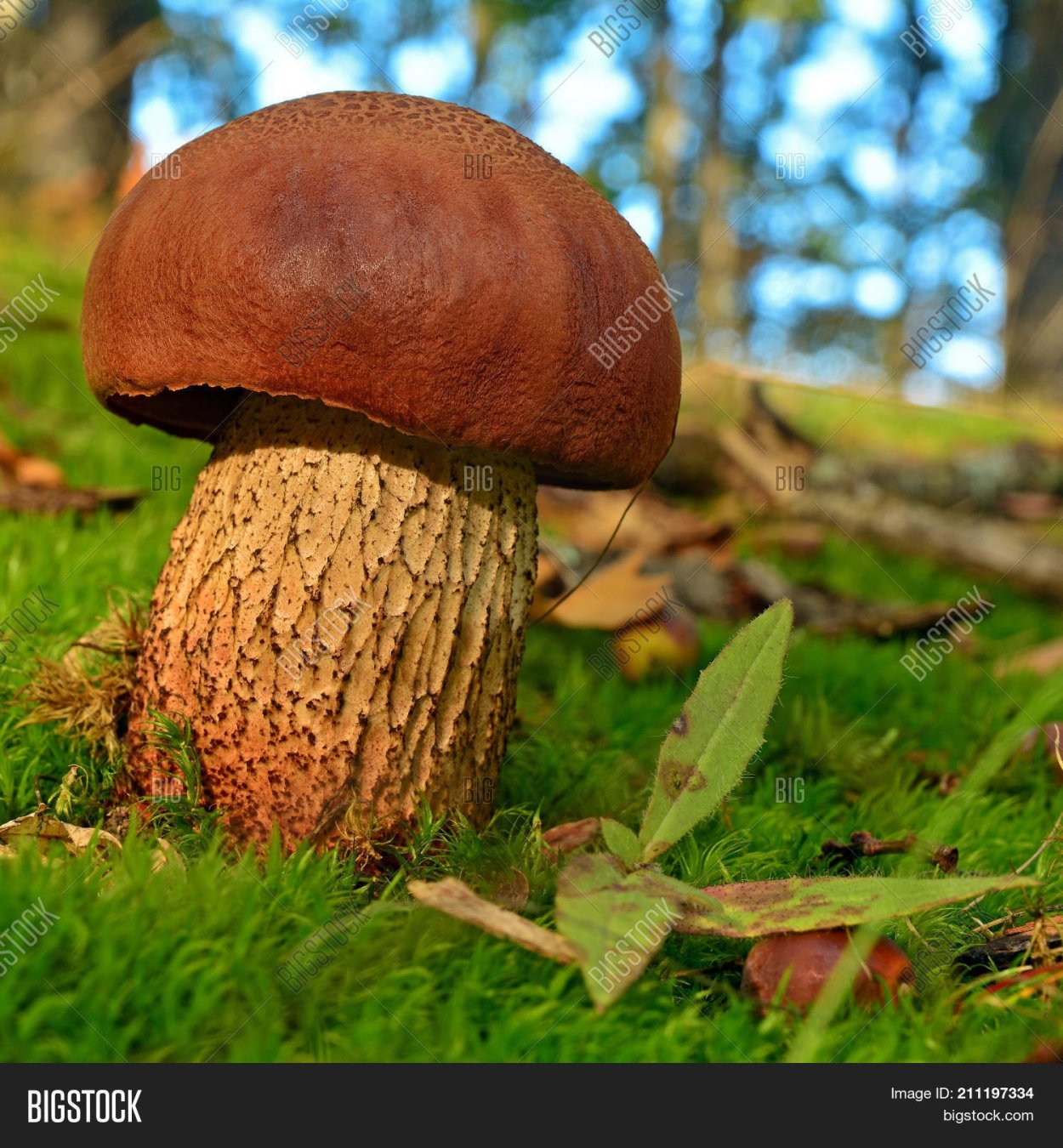 Дубовик гриб синеет