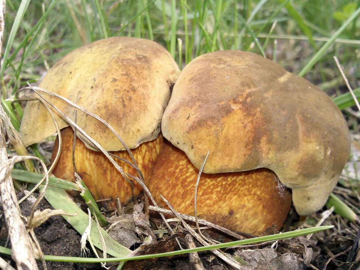 Поддубовик крапчатый