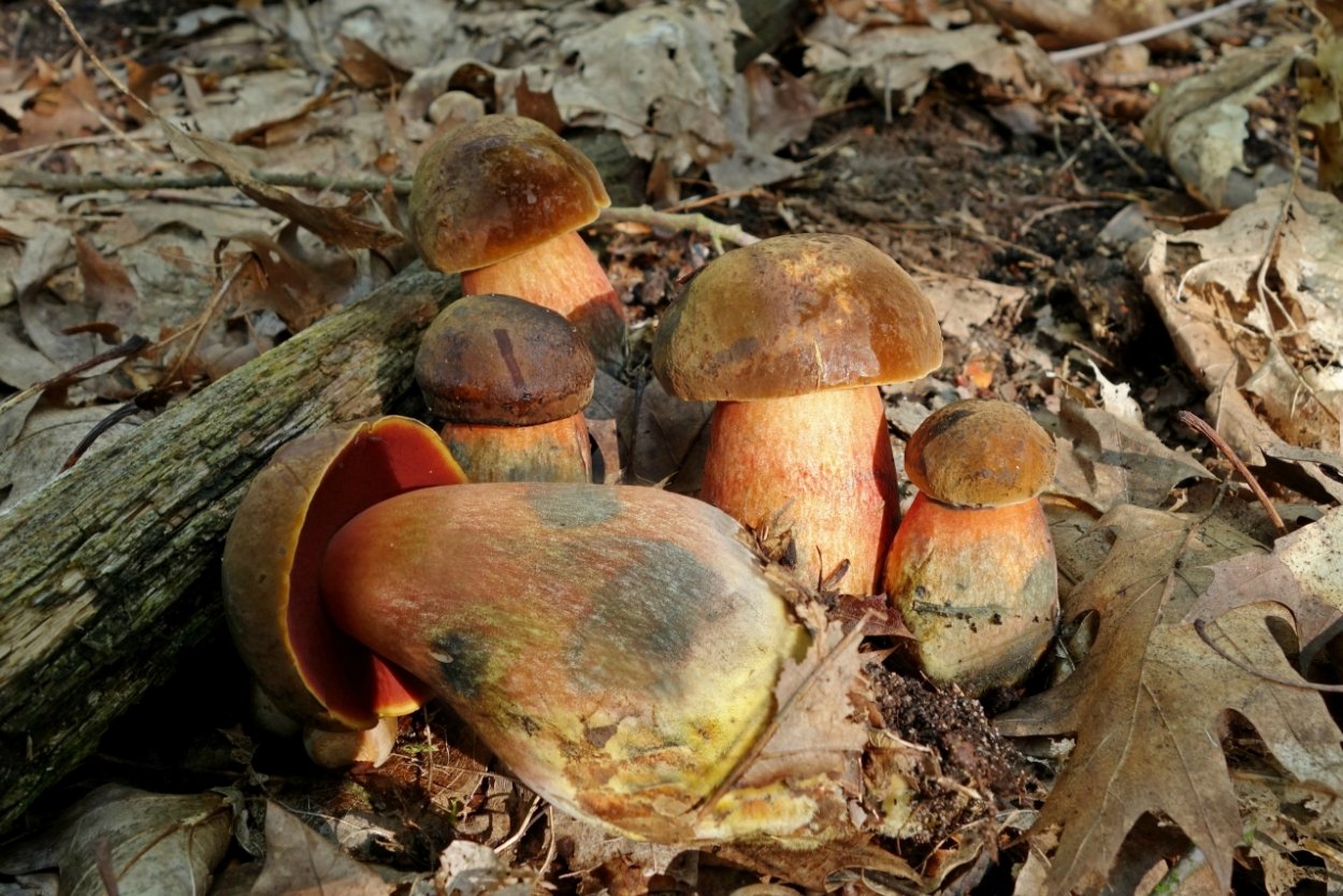 Гименофор белого гриба