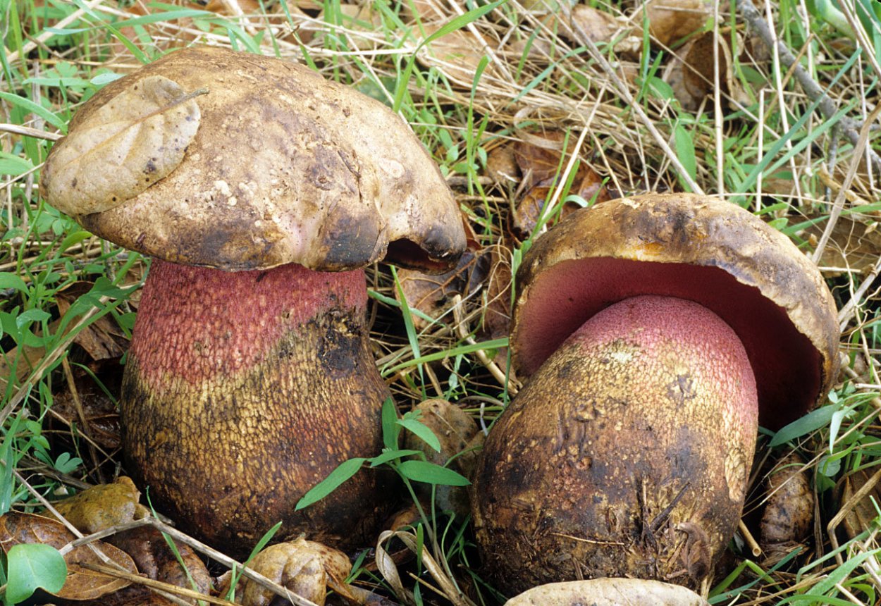 Boletus erythropus