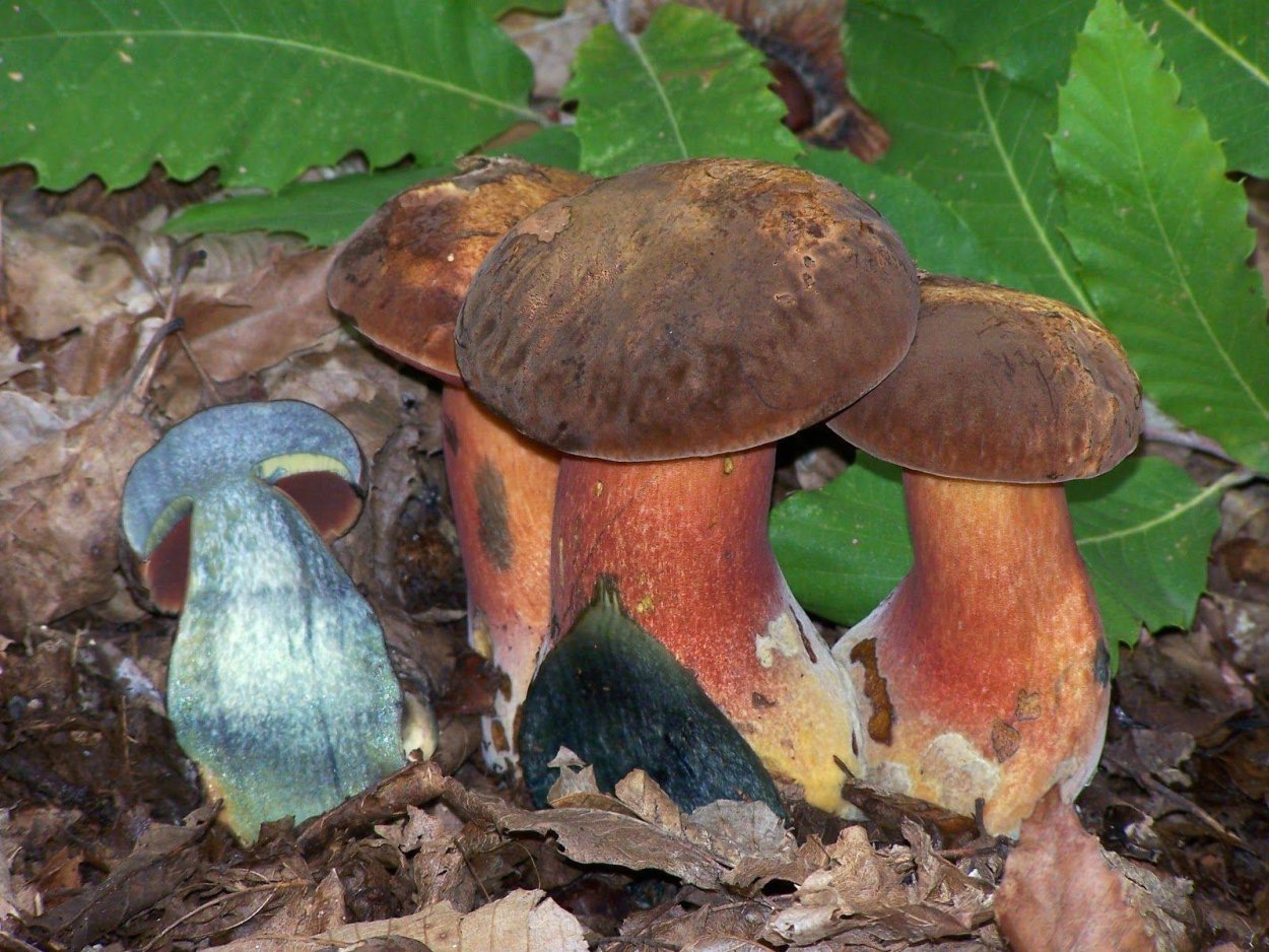 Поддубовик Крымский гриб