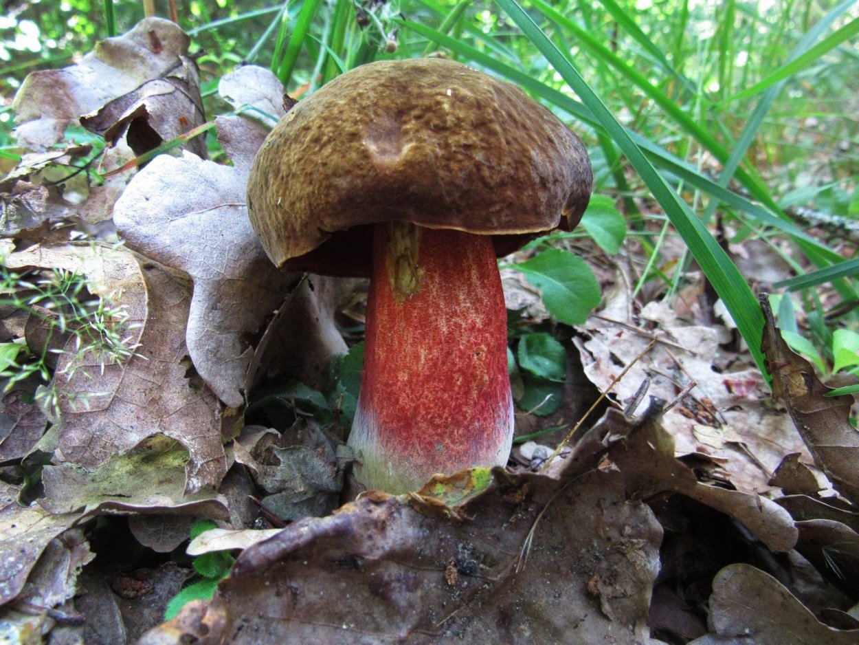 Поддубник крапчатый