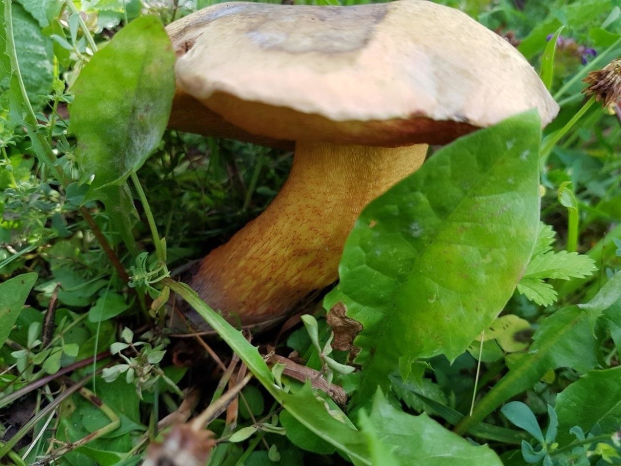 Гриб поддубовик (Дубовик)