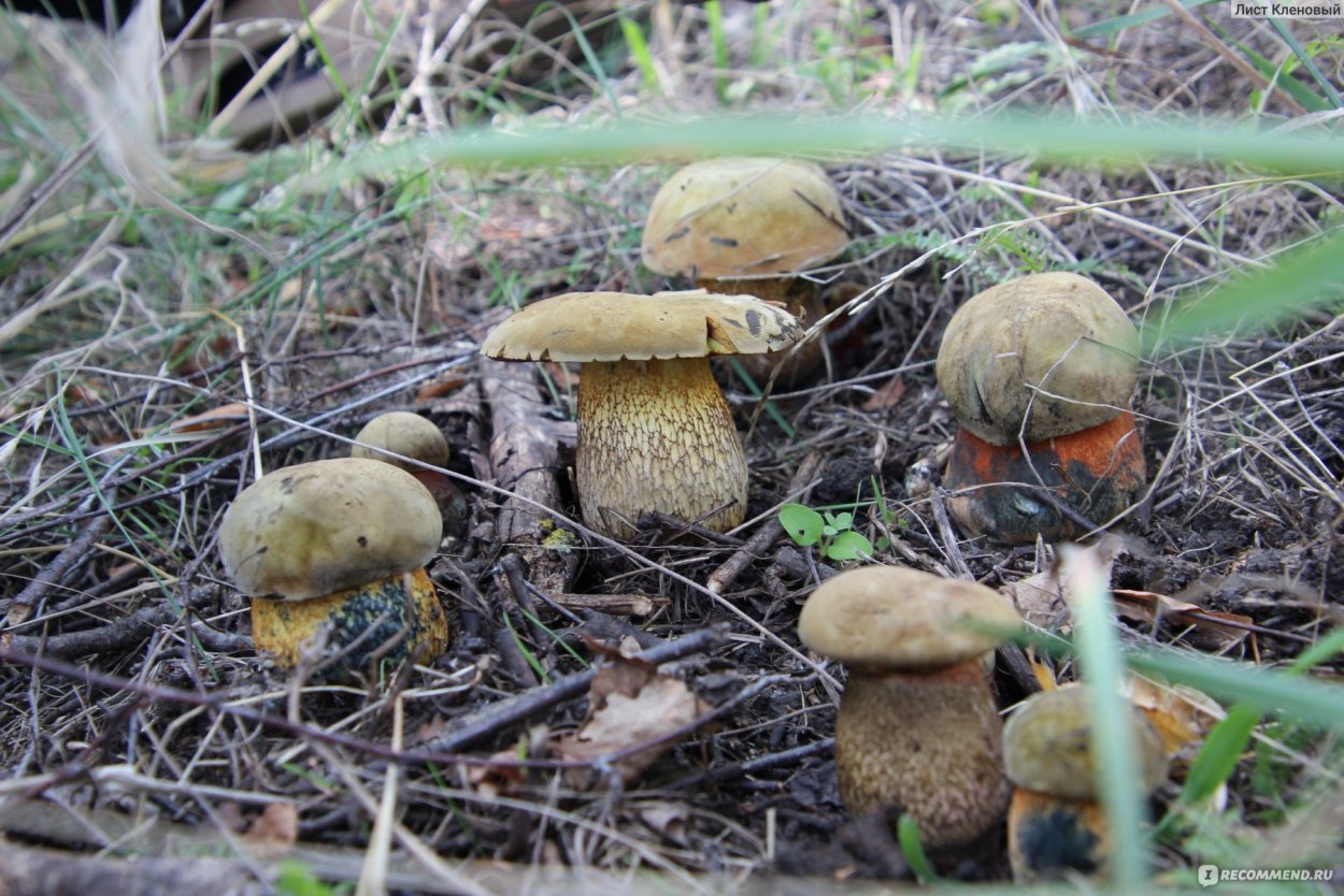 Грибы моховик Дубовик