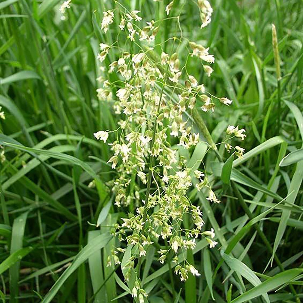 Зубровка Степная