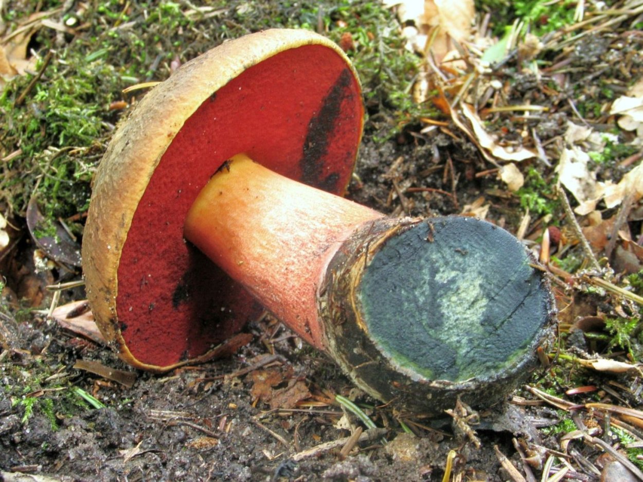 Боровик прекрасный Boletus pulcherrimus