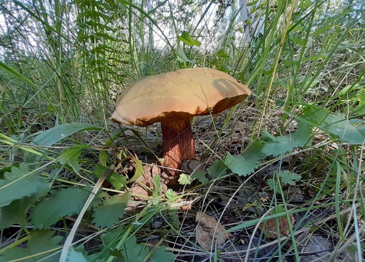 Осенний гриб подберезовик