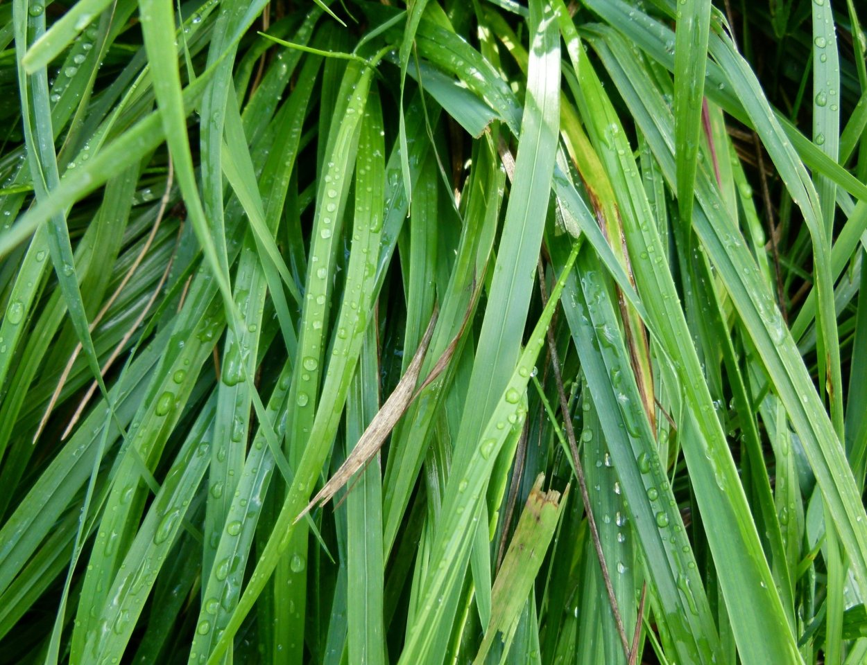 Зубровка трава